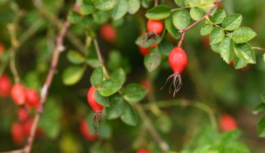 Güzel yakın plan gül kalçası.