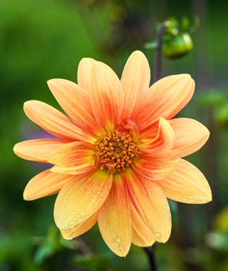 Portakallı bir yıldız çiçeğinin güzel yakın çekimi