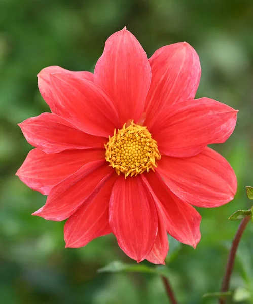 Hermoso Primer Plano Una Dalia Una Sola Flor — Foto de Stock