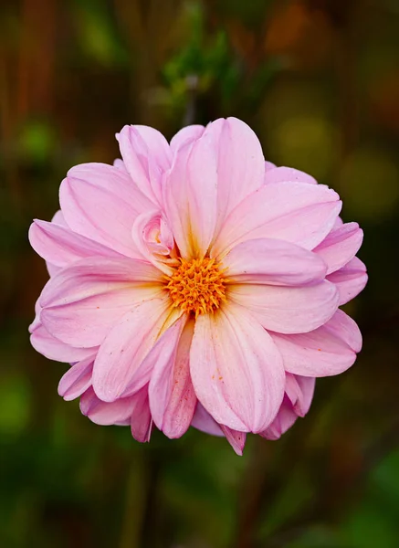 Beautiful Close Decorative Dahlia Flower — Photo