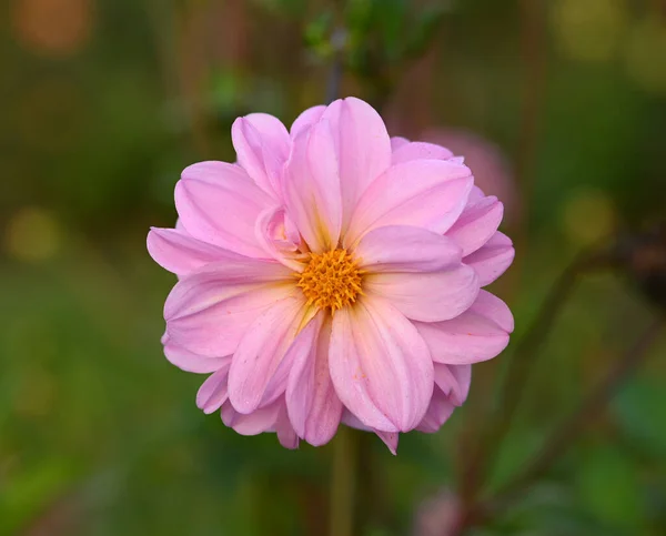 Beautiful Close Decorative Dahlia Flower — Stock Photo, Image