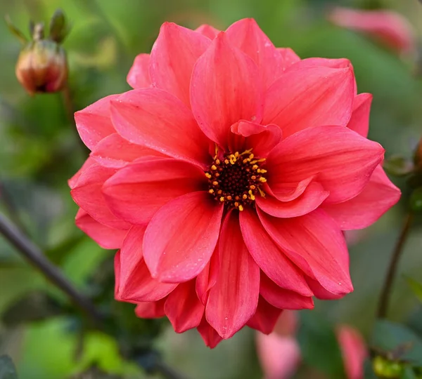 Beautiful Close Decorative Dahlia Flower — Foto de Stock