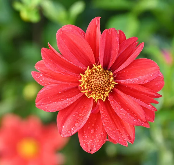 Beautiful Close Decorative Dahlia Flower — Stock Photo, Image