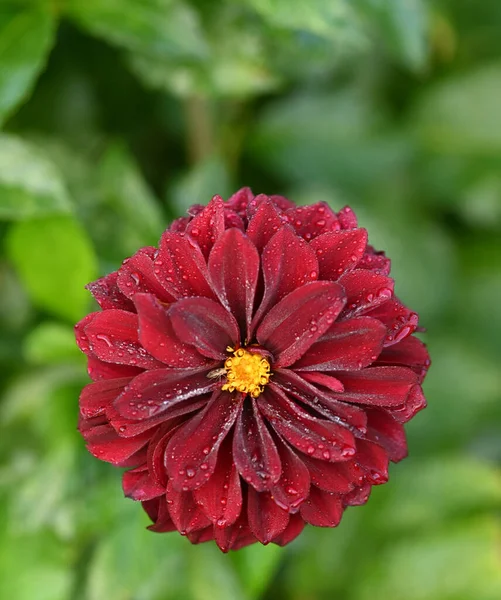 Schöne Nahaufnahme Einer Lila Dahlienblüte — Stockfoto