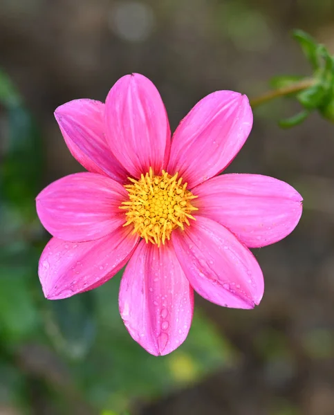 Beautiful Close Dahlia Flower — Stock Photo, Image