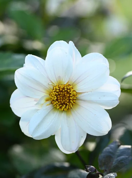 Beautiful Close White Dahlia — Stok fotoğraf