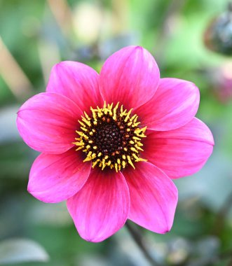 Beautiful close-up of a dwarf dahlia