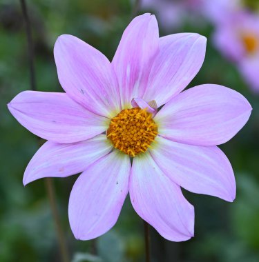 Beautiful close-up of a decorative dahlia flower