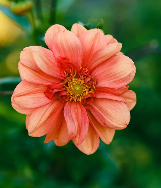 Beautiful Close Decorative Dahlia Flower — Photo