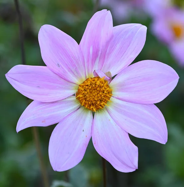 Beautiful Close Decorative Dahlia Flower — Fotografia de Stock