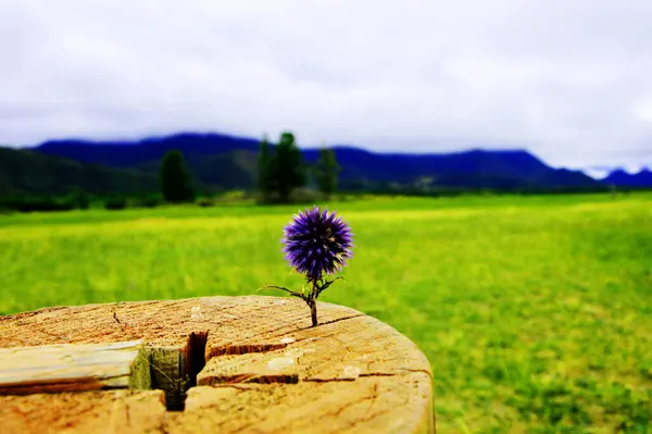 Fioletowy Kwiat Tle Zielonego Pola Gór Altai — Zdjęcie stockowe
