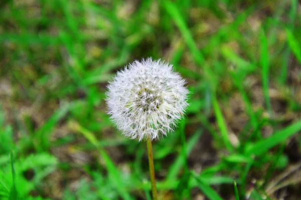 Dandelion Een Geslacht Uit Grassenfamilie Asteraceae — Stockfoto