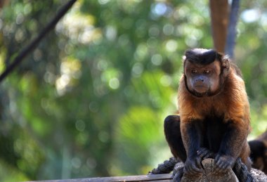 maymun bir hayvanat bahçesi