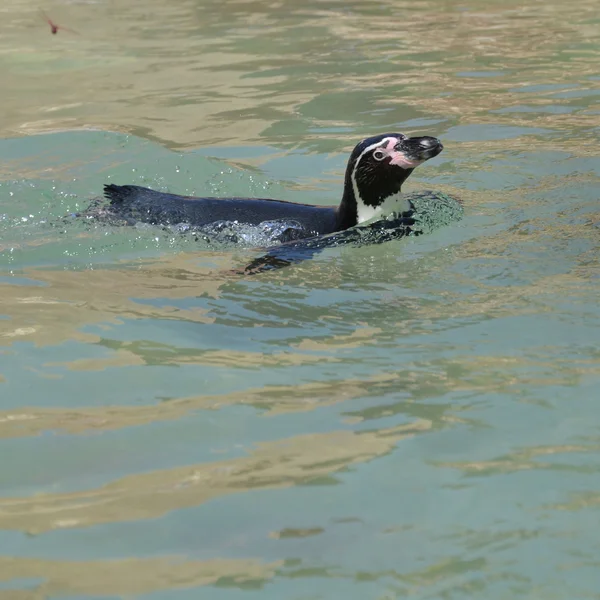 Pinguim nadador — Fotografia de Stock