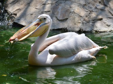 su gıda alıcı beyaz Pelikan