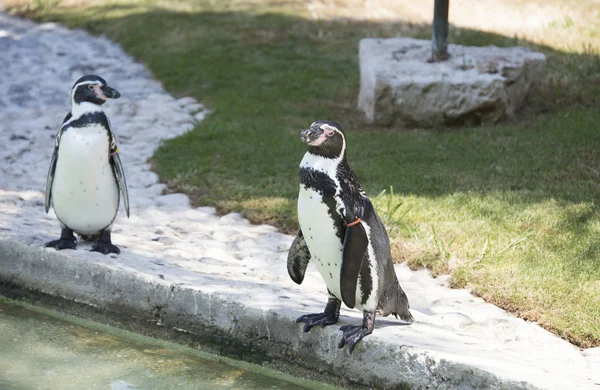 Penguin standing — Stock Photo, Image