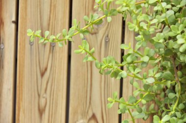 Yeşim bitkisi ovata veya para ağacı