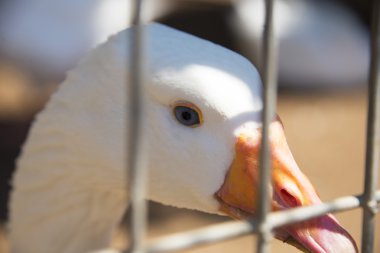 Tel çitin arkasında ördek
