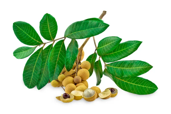 Logan, beyaz arkaplanlı meyveleri izole etti.