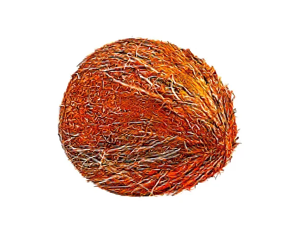 İzole edilmiş beyaz arkaplanda gölgeli hindistan cevizi kahverengi meyvesi