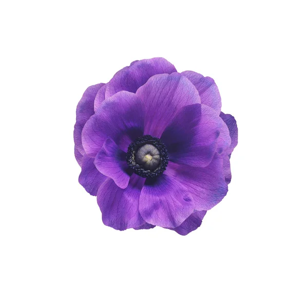 Anémone fleur violette — Photo