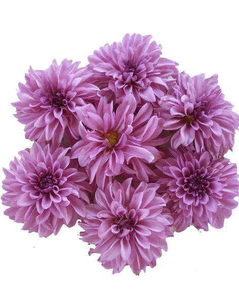 pembe çiçekler