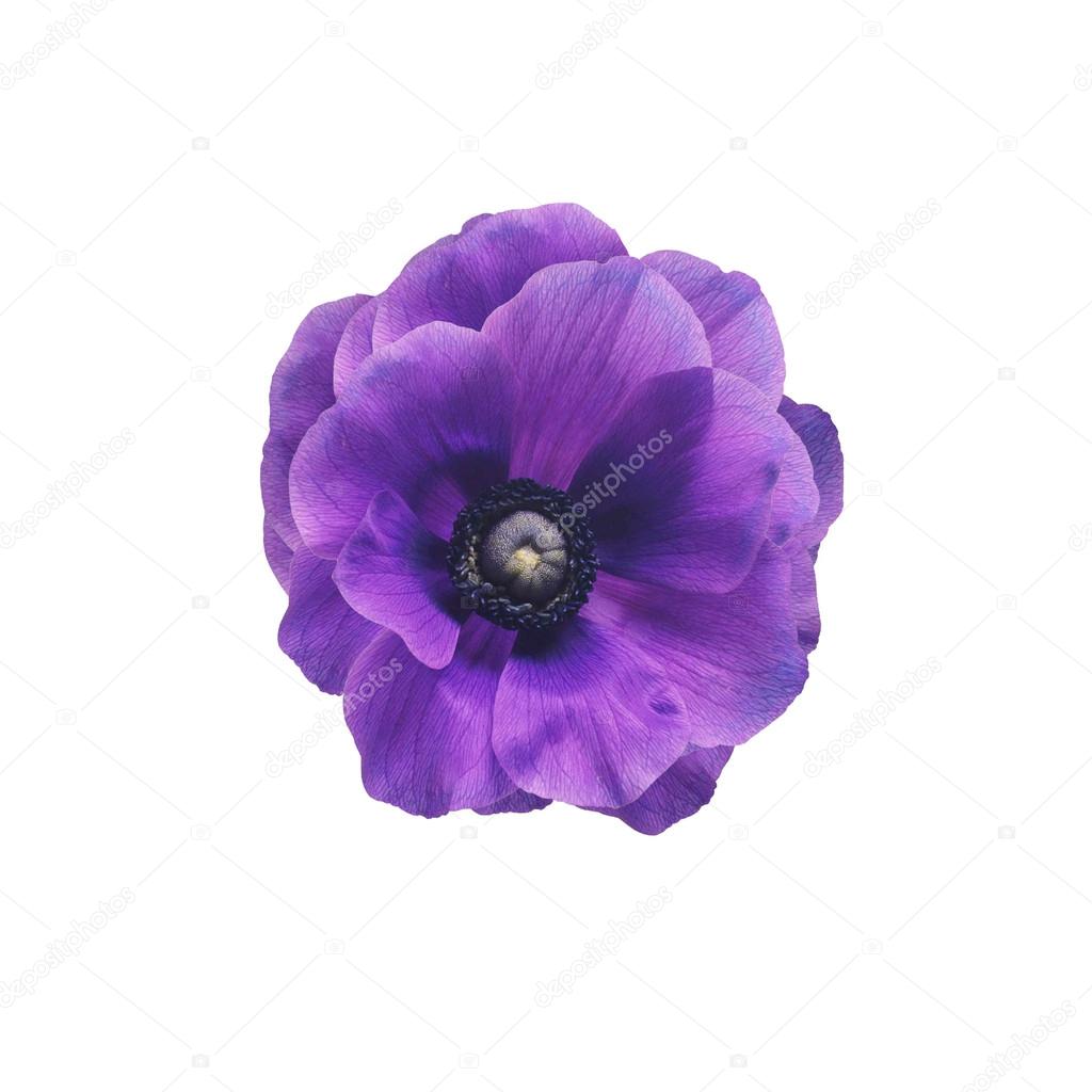 Violet flower anemone