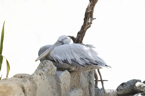 The bird pelican — Stock Photo, Image