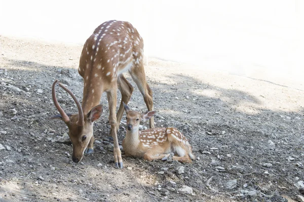 antlered ruminants