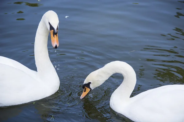 brace white swans