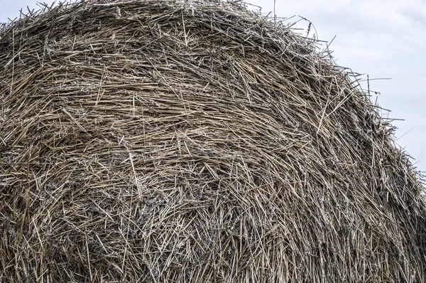 Фон стека hays — стоковое фото