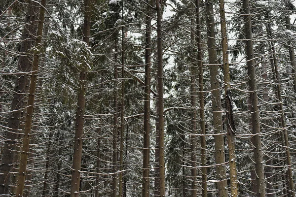 Πάρκο Mon Repos Monrepos Ένα Χιονισμένο Δάσος Στο Vyborg Χειμώνα — Φωτογραφία Αρχείου