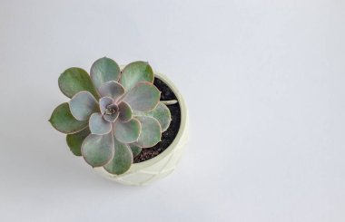 Açık gri arka planda saksıda minimalist sulu bitki.