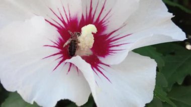 Arılar eşekarıları çiçekler rengarenk güzellikteki doğa tozlaştırıcıları