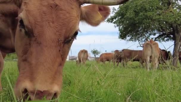 Brown cow looking into camera and eating grass. — Vídeo de Stock