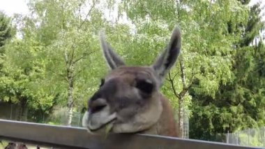 Lama doğrudan kameraya bakıyor ve ot yiyor. Videoyu kapat