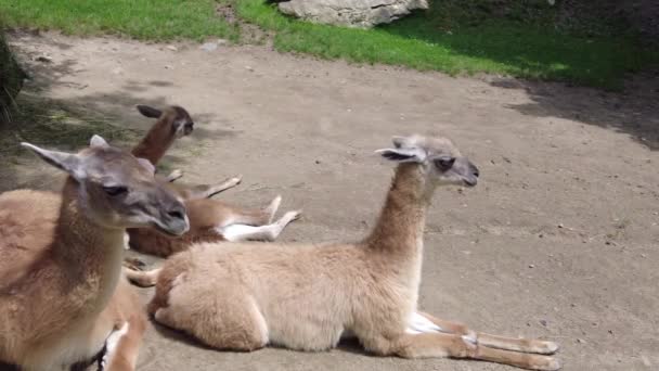 Lhamas mentira e descanso em um campo do zoológico — Vídeo de Stock