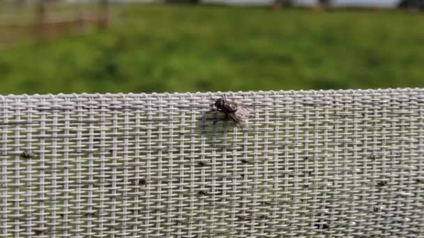 Fly Sits Fencing Rubs His Long Paws Looks Big Eyes — Stock Video