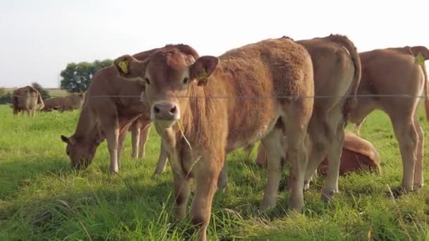 Veaux Pâturage Sur Pâturage Luxuriant Pendant Ils Profitent Soleil Avec — Video