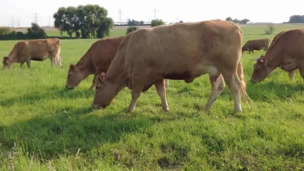 Dairy Cows Meadow Chew Grass Grazing Pasture Milk Cow Eating — Vídeo de Stock