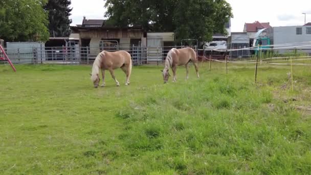 Horses Grazing Green Meadows Oberursel Germany — стоковое видео