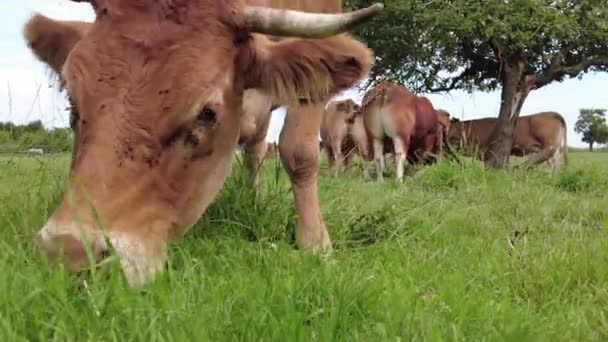 牛を食べる草,クローズアップ,ドイツ,ブラウン牛 — ストック動画