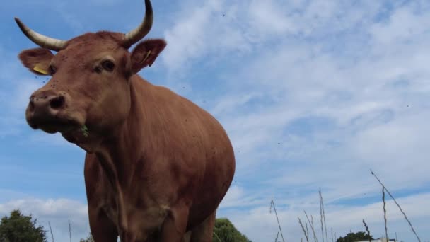 Vaca Mirando Cámara Olfateándola Concepto Agrícola — Vídeos de Stock