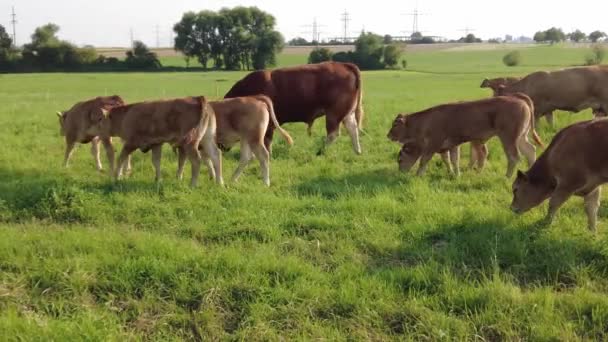 Krowy na spacerze po zielonej łące w słoneczny dzień — Wideo stockowe