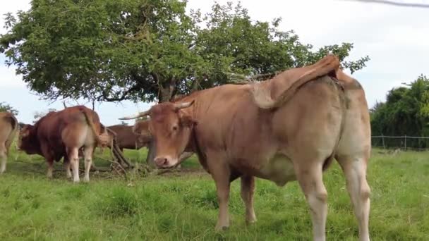 Boerderij bruine koeien grazen in het weiland — Stockvideo
