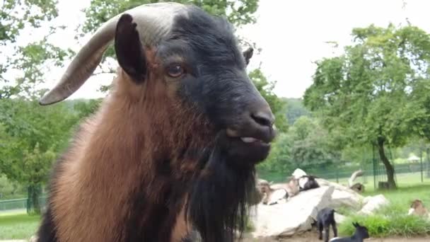 Close-up van het hoofd van een wilde geit op zonnige dag in de zomer — Stockvideo