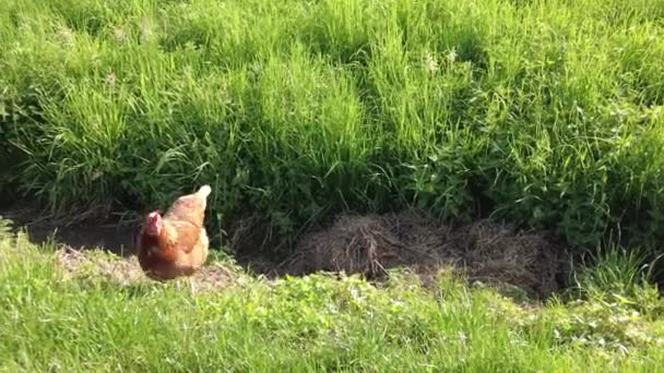 Chicken Walks Small Ditch Stream Field Sunny Day — 图库视频影像