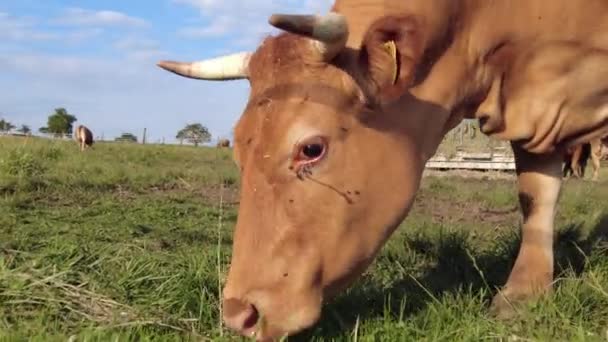 Cattle Grazing Field Cattle Cow Eating Grass — Stock Video