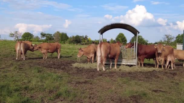 Herd Cows Graze Farm — Wideo stockowe