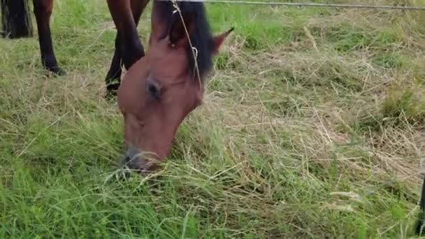 Horse close-up. Brown horse in the paddock. — Wideo stockowe